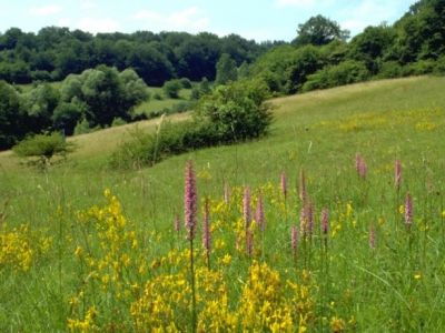 De natuur in de directe omgeving van camping Walsheim 